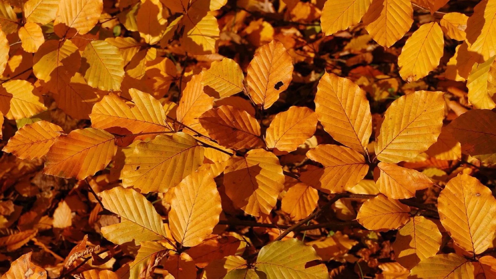 Leaves in several colours, the kind of thing a describing word has to attach to.