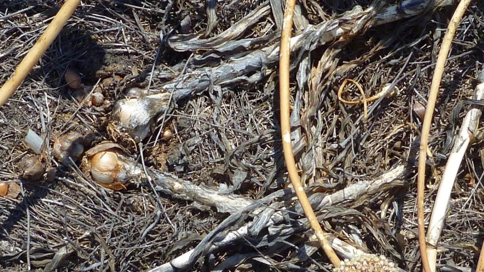 Roots pulled from the soil, the part that takes up the water the stem carries. Photo: Antonis Bartsiokas, CC BY-SA 4.0, via Wikimedia Commons.