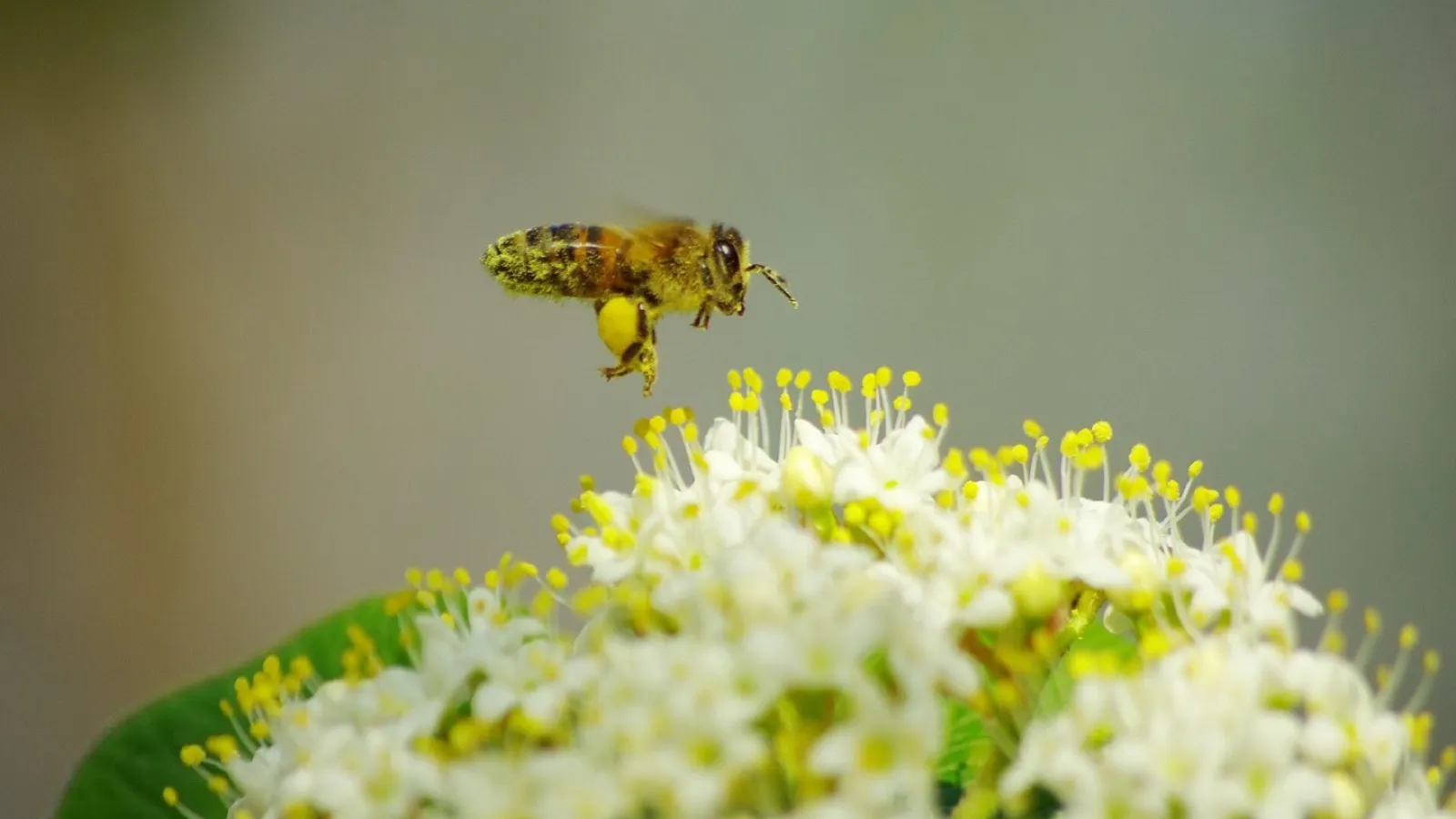 A bee covered in pollen on a flower, carrying grains from one bloom to the next. Photo: Matteo.Valerio, CC BY-SA 4.0, via Wikimedia Commons.